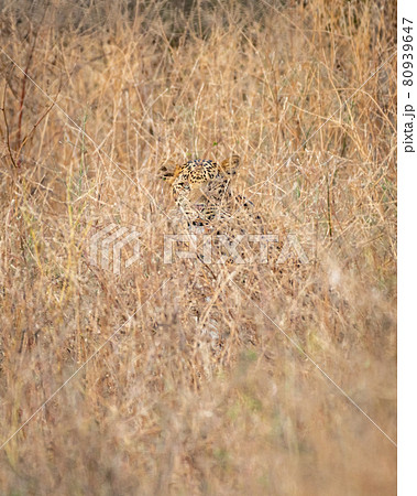 Indian leopard or panther camouflage in grass at ranthambore national park india - panthera pardus fusca 80939647