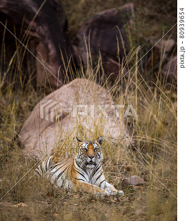 wild royal bengal tiger portrait in wildlife safari at kanha national park or tiger reserve madhya pradesh india - panthera tigris tigris 80939654