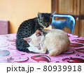 仲良しな猫 80939918