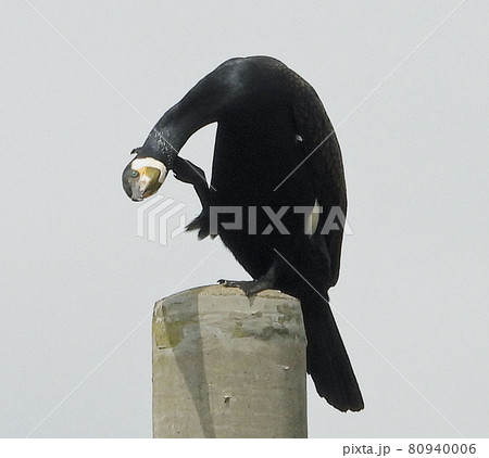 首を掻く川鵜 首を掻く川鵜 80940006