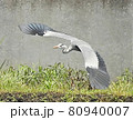 アオサギが飛び立つ 80940007