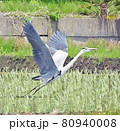飛び立つ時のアオサギ 80940008