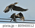 もつれ飛ぶ2羽の川鵜 80940012