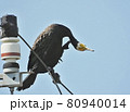 首を掻く川鵜 80940014