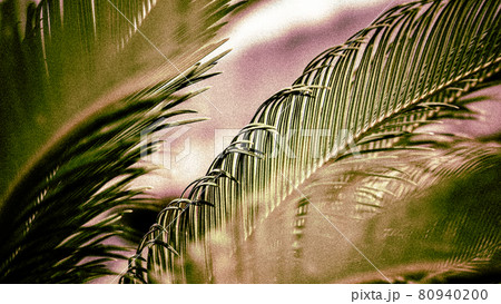 植物_ヤシ_背景_観光地_開発_環境_地域_観葉植物_緑 80940200