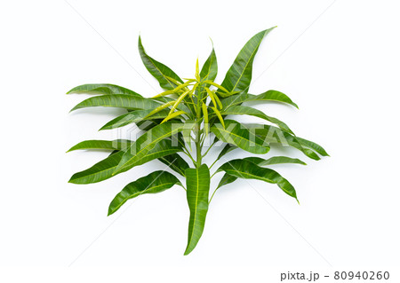 Mango leaves on white background. 80940260
