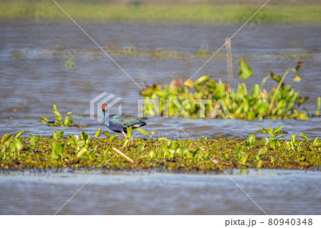 Birds live and swim in freshwater lakes, local birds in the world wetlands (Ramsa site). Birds live and swim in freshwater lakes, local birds in the world wetlands (Ramsa site). 80940348