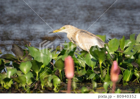 Birds live and swim in freshwater lakes, local birds in the world wetlands (Ramsa site). 80940352