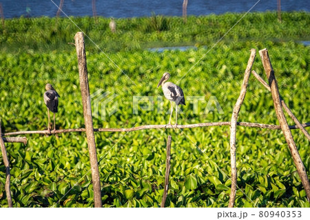 Birds live  in freshwater lakes, local birds in the world wetlands (Ramsa site). 80940353