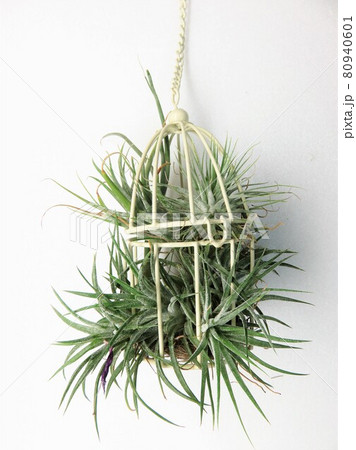 エアプランツ 80940601