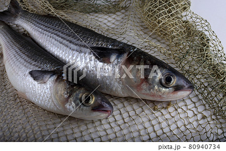 Mullet on net 80940734