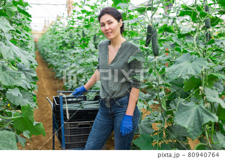 Woman carries on wheelbarrow plastic boxes with harvest of cucumbers Woman carries on wheelbarrow plastic boxes with harvest of cucumbers 80940764