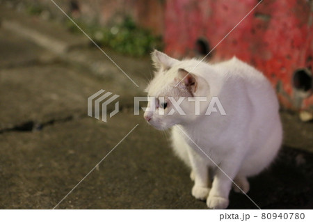 猫 ねこ ネコ 80940780