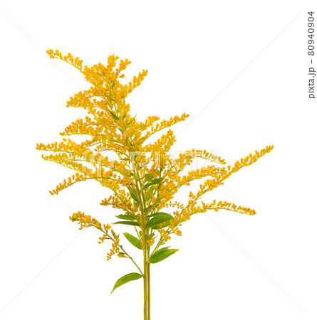 Golden Solidago virgaurea flowers isolated on white background. Ragweed bushes or Ambrosia artemisiifolia. Medicinal herbal plant. 80940904