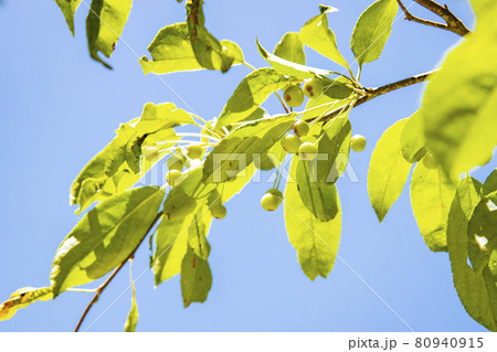 まだ青い小梨の実 80940915