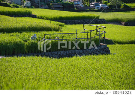 棚田での農作業 80941028