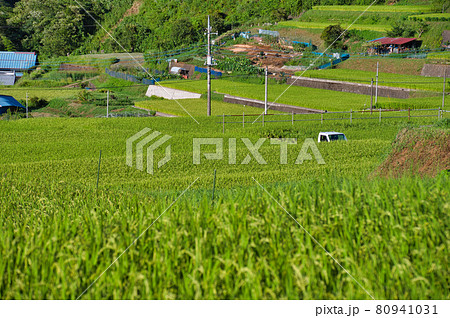 山梨県、富岡の棚田 80941031