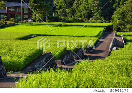 棚田の中の坂道 80941175