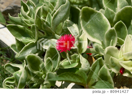 ベビーサンローズ　多肉植物　小花 80941427