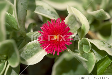 ベビーサンローズ　多肉植物　小花 80941429