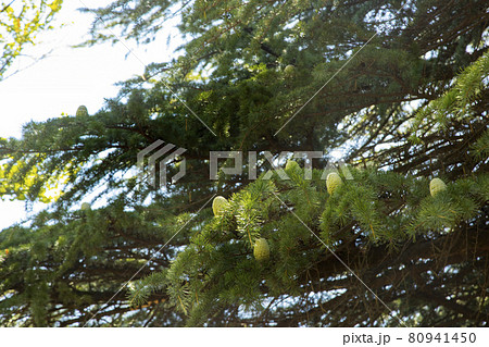 あがたの森公園　ヒマラヤ杉の松ぼっくり 80941450