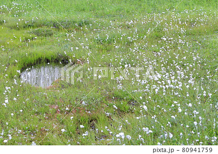 栂池自然園　　満開のワタスゲ 80941759
