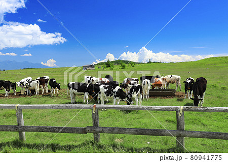 美ヶ原高原　牛 80941775