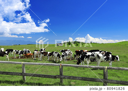 美ヶ原高原　牛 80941826