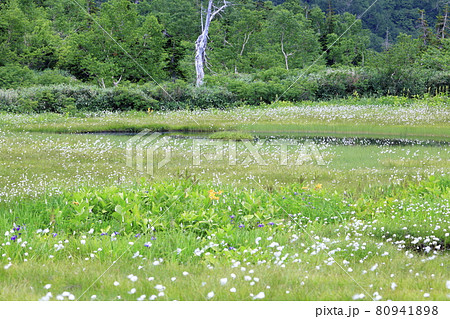栂池自然園　　満開のワタスゲ 80941898