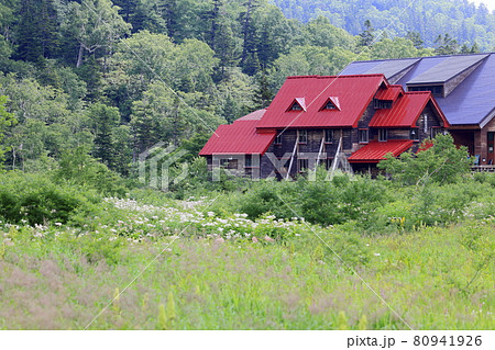 栂池自然園　　満開のワタスゲ 80941926