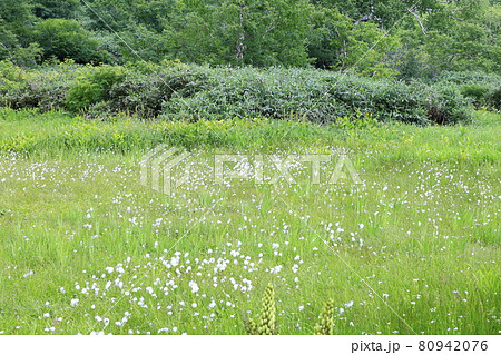 栂池自然園　　満開のワタスゲ 80942076