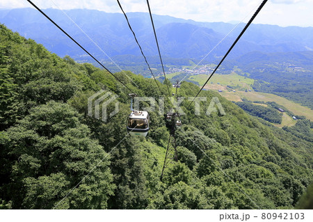 栂池自然園　　満開のワタスゲ 80942103