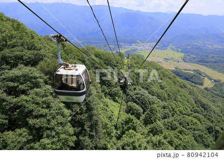 栂池自然園 満開のワタスゲ 栂池自然園 満開のワタスゲ 80942104