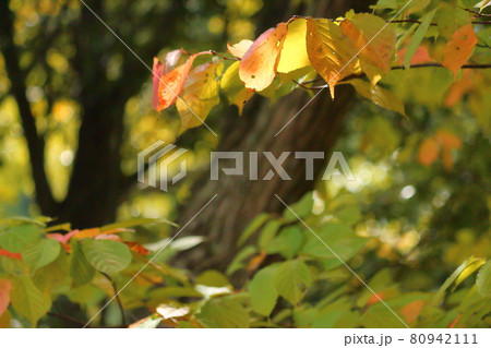 桜の紅葉 80942111