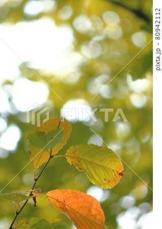 桜の紅葉 80942112