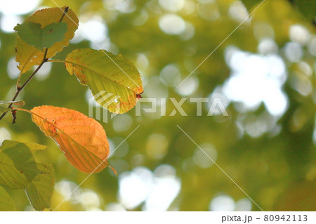 桜の紅葉 80942113