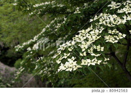 ヤマボウシの花　山法師 80942563