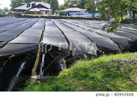 大王わさび農場 80942608