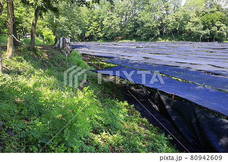 大王わさび農場 80942609