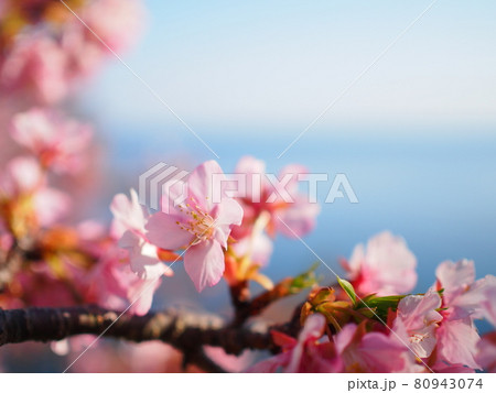 四浦半島の河津桜 80943074