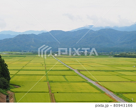 夏の田園風景【新潟県村上市】 80943166