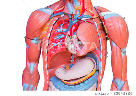 Upper body, Human male chest internal organs lung heart and stomach part model figure for medical education. Upper body, Human male chest internal organs lung heart and stomach part model figure for medical education. 80943339