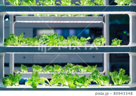 Lettuce grow in lab with advance aquaponic agriculture technology or hydroponic. Plant bio science research for genetic engineering in lab test. 80943348