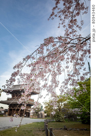 清凉寺の春、仁王門を振り返ると満開のしだれ桜に春の柔らかな西日がさす境内 80943460