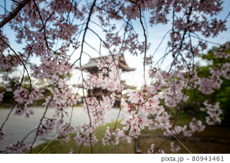 清凉寺の春、満開のしだれ桜の間から京都府指定文化財・仁王門を見る 80943461