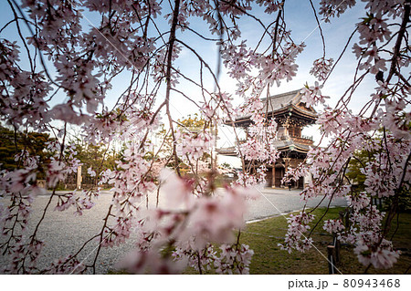 清凉寺の春、満開のしだれ桜の間から京都府指定文化財・仁王門を見る 80943468