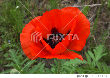 オリエンタルポピー　オニゲシ 80943485