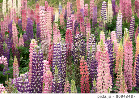 色とりどりのルピナス ラッセルルピナス 色とりどりのルピナス ラッセルルピナス 80943487