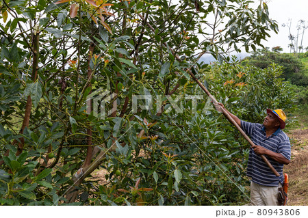 farmer harvesting avocado with a tall scissors farmer harvesting avocado with a tall scissors 80943806