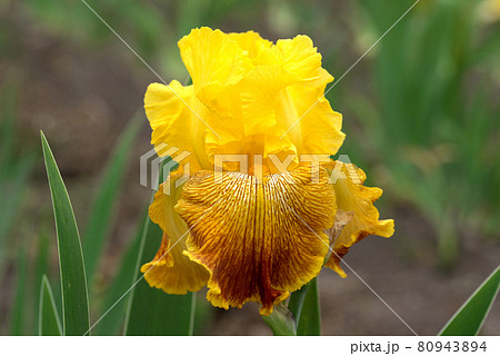黄色のジャーマンアイリス 80943894